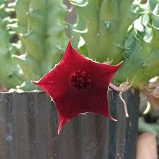 Image result for Orbea schweinfurthii