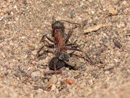 Als ameisenlöwen (früher auch „afterjungfern) werden die larven einiger ameisenjungfern (myrmeleontidae) bezeichnet, die eine familie der insekten aus der ordnung der netzflügler darstellen. Fallensteller Im Sand Der Ameisenlowe Save Ants And Nature