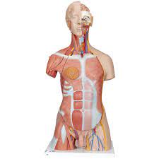 The movement of muscles fills the body with life. Human Torso Model Life Size Torso Model Anatomical Teaching Torso Dual Sex Muscled Torso Anatomical Torso With Muscle 31 Part Torso Model