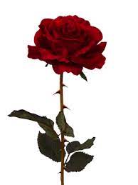 Rosas Png Tumblr Pesquisa Google Black Roses Wallpaper Black Rose Picture Black Rose