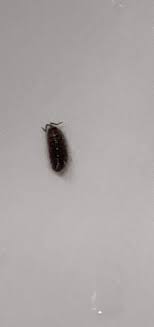 Ungeziefer Im Bad Was Ist Das Tiere Insekten Fragen