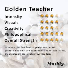 The colombian and ecuadorian mushroom are more mild than the golden teacher. Golden Teacher Spore Syringe 100 Viable Mushroom Spores Mushly