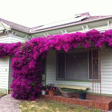 Bougainvillea In Melbourne Australia Bougainvillea Garden Planning Melbourne Australia