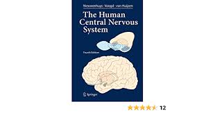 Our nervous systems allow our body to respond to stimuli and coordinate important bodil. The Human Central Nervous System A Synopsis And Atlas Amazon De Nieuwenhuys Rudolf Voogd Jan Huijzen Christiaan Van Fremdsprachige Bucher