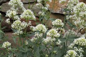 Image result for Centranthus