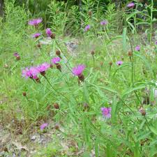Image result for Centaurea praecox