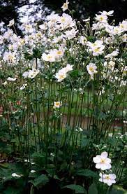 Anemone X Hybrida Honorine Jobert Shade Plants White Gardens Herbaceous Perennials
