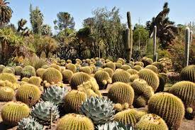 To beat the crowds, arrive right when the garden opens or later in the afternoon. Desert Botanical Garden