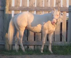 Image result for Light Buckskin 1990 Colt