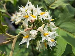 Image result for Solanum torvum