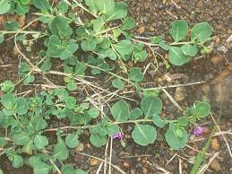 Image result for Corbichonia decumbens