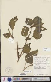 Image result for Calvoa