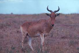 There is also a dining table. Kongoni Standing In Grass