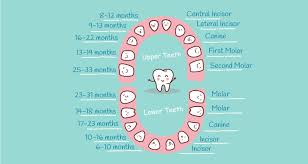 baby teething chart what order do they come in mama natural