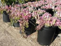 Much of its popularity stems from the low levels of care needed; A Cascading Jade Plant Plants Jade Plants Pink Garden