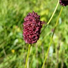 Image result for Amaranthus thunbergii