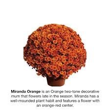 Check spelling or type a new query. Fall Mums Reseda Nursery