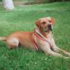 In the past, hunters would carry several different breeds to the field with each serving a. 1