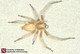 Image result for yellow sac spider bite skin
