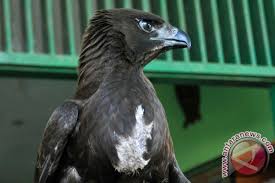 Check spelling or type a new query. Taman Safari Luncurkan Program Cintai Elang Jawa Antara News