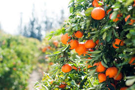 We did not find results for: Orchard Special Autumn Maintenance Secrets