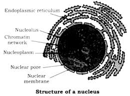 What is the structure and function of a nucleus. Describe The Structure And Function Of The Nucleus Sarthaks Econnect Largest Online Education Community