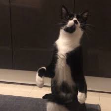 Sasiran Kedi Yonetmenersan Twitter