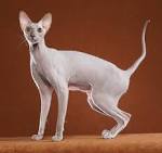 Peterbald For Sale (14) | Petzlover