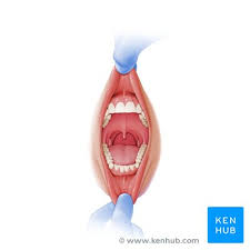 Large quantities of naturally occurring bacteria are often found on the posterior dorsum of the tongue, where they are relatively undisturbed by normal activity. Oral Cavity Anatomy Tongue Muscles Nerves And Vessels Kenhub