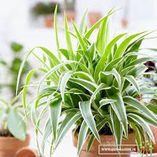 Image result for Chlorophytum calyptrocarpum