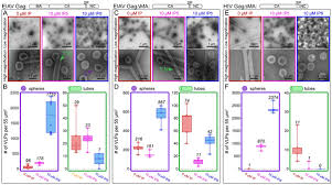 Join nubiles.net, the teen megasite that started it all! Structures Of Immature Eiav Gag Lattices Reveal A Conserved Role For Ip6 In Lentivirus Assembly