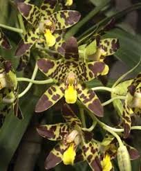 Image result for Ansellia africana