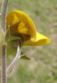Image result for Crotalaria capensis