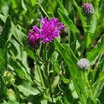 Image result for Erlangea