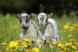 Give them a warm and dry space. How To Take Care Of Pygmy Goats Care Sheet Guide 2021 Pet Keen