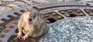 Sobolani cat pisicile, langa Primaria Timisoara. Video | Opinia
