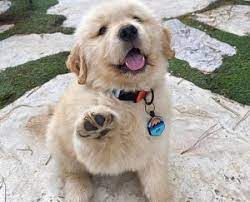 Then you're going to love this article. 7 Best Golden Retriever Rescues 2021 We Love Doodles