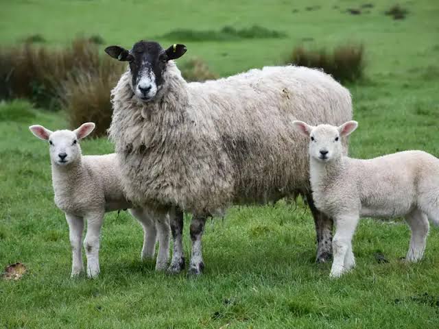 Lamb vs. Mutton: Differences and How to Cook Them