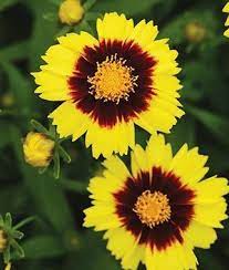 Coreopsis Uptick Yellow Red Burpee Tickseed Coreopsis Tickseed Perennial Plants