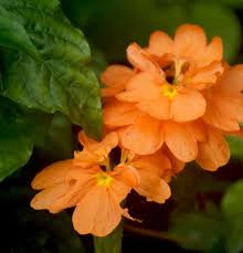 Image result for Crossandra pyrophila