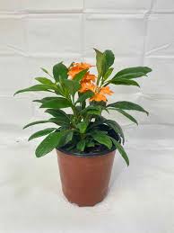 Image result for Crossandra