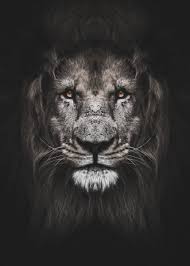 Black And White Lion Wallpaper Iphone Wild Lion Face Poster Poster Print By Mk5 Studio Displate In 2020 Lion Face Black And White Lion Lion Poster