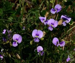 Image result for Vigna frutescens