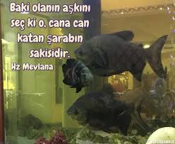Baki Olanin Askini Sec Ki O Cana Can Katan Sarabin Sakisidir Hz Mevlana