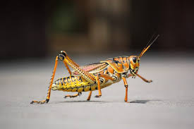 It keeps them from just calling someone else. How To Get Rid Of Grasshoppers In The House Naturally Bugwiz