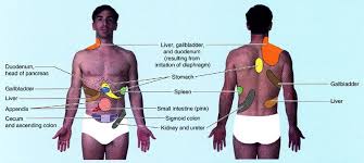 Anatomy Notes Referred Pain