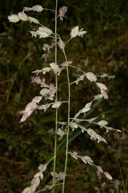 Image result for Eragrostis echinochloidea