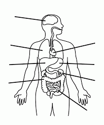 You need to explain them do not go out the lines. Human Body Systems Coloring Pages Coloring Home