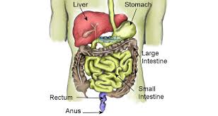 It turns level with the tuber coxae. Gastrointestinal Symptoms And Exercise Sportsinjuryclinic Net