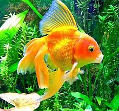 Aquarium Water Care For Healthy Fish Tanks Petsmart Betta Fish Care Goldfish Fish Tank